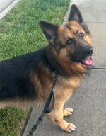 Trusted Tails Your pet's new best friend