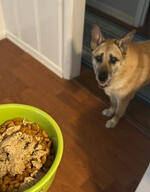 Trusted Tails Your pet's new best friend
